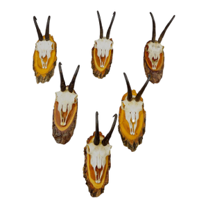 Set of Six Vintage Chamois Trophies on Wooden Plaques, Germany Ca. 1940s