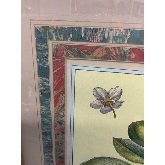 Early 20th Century “Pomona Gallica” Hend Colored French Botanical Restrake Etching For Sale - Image 5 of 11