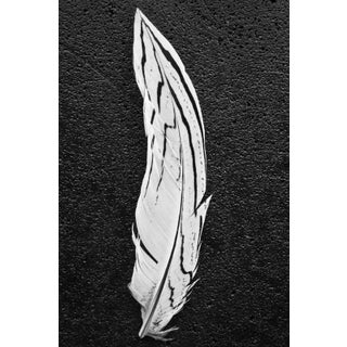 Solo Feather II by Trinette + Chris Print, 40" x 60" For Sale