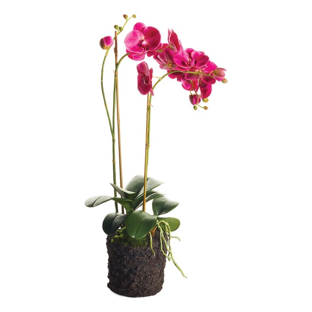Phalaenopsis X 2 Drop-In 29" For Sale