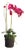 Phalaenopsis X 2 Drop-In 29" For Sale