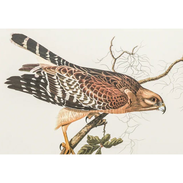 1980s 1980s The Abbeville Press Edition of the Red-Shouldered Hawk (Plate 56) From the Birds of America by John James Audubon For Sale - Image 5 of 7