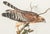 1980s 1980s The Abbeville Press Edition of the Red-Shouldered Hawk (Plate 56) From the Birds of America by John James Audubon For Sale - Image 5 of 7