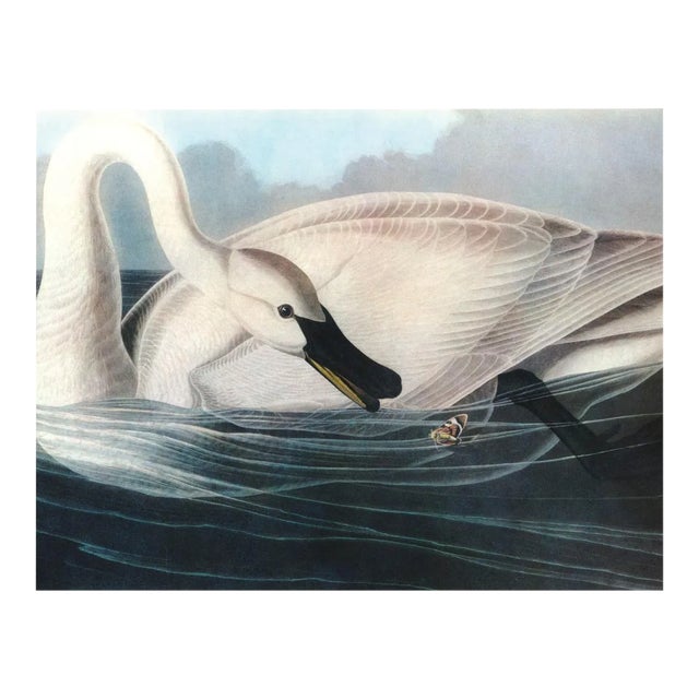Audubon 19, Unframed Artwork For Sale