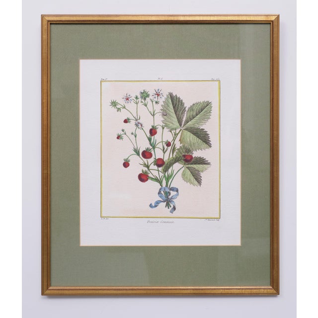 Elisabeth Haussard, Plant Illustrations, 1780, Engravings, Framed, Set of 2 For Sale - Image 16 of 16