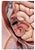 1950s The Modular Anatomical Torso: Somso Model Bs 23 For Sale - Image 9 of 14