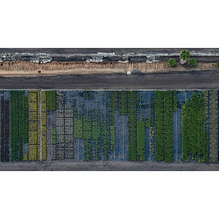 "AV_California_Plants_007" Contemporary Limited Edition Fine Art Photograph by Bernhard Lang For Sale