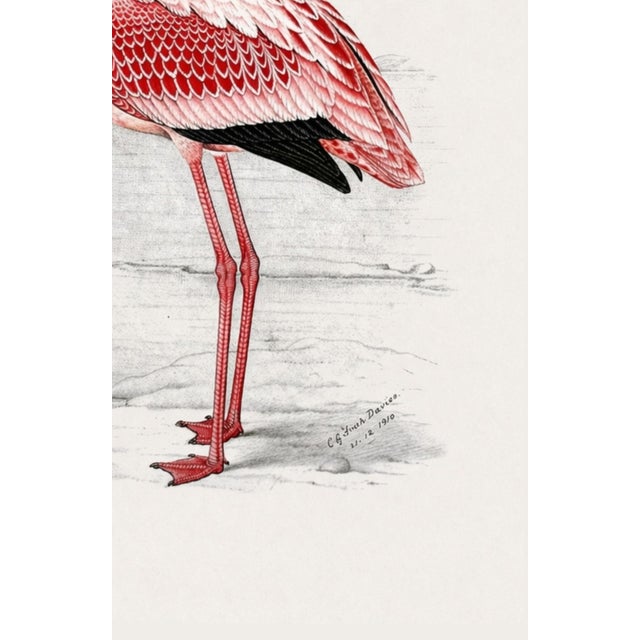 Pink Lesser Flamingo by C. G. Finch-Davies, Vintage Reproduction Bird Art Print, 26″ × 40″ For Sale - Image 8 of 8