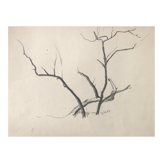 1930s Norman Kent Botanical Drawing For Sale