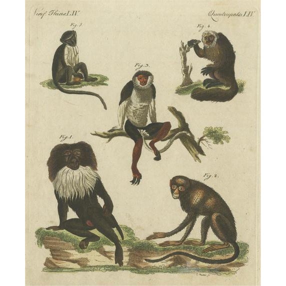 Friedrich Justin Bertuch, Macaque and Other Monkeys, Paper For Sale - Image 6 of 6