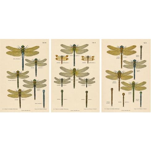 Dragonflies of Central Europe, 1908, Lithograph, Set of 3 For Sale - Image 14 of 14