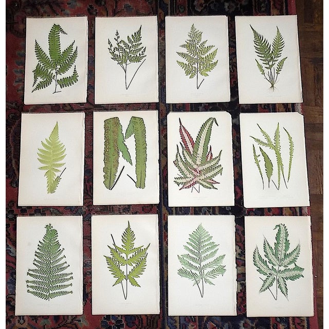 Antique 19th Century Botanical Fern Wood Engravings - Set of 12 For Sale - Image 9 of 9