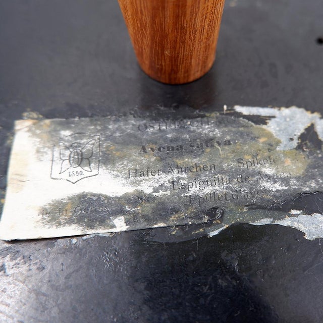 Osterloh Botanic Model of Wheat Flower, Germany, 1940s For Sale - Image 15 of 16