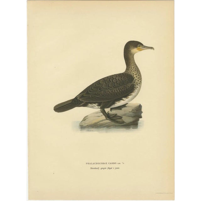 1920s Antique Cormorant Bird Lithographs, Sweden, 1929, Set of 3 For Sale - Image 5 of 9