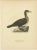 1920s Antique Cormorant Bird Lithographs, Sweden, 1929, Set of 3 For Sale - Image 5 of 9