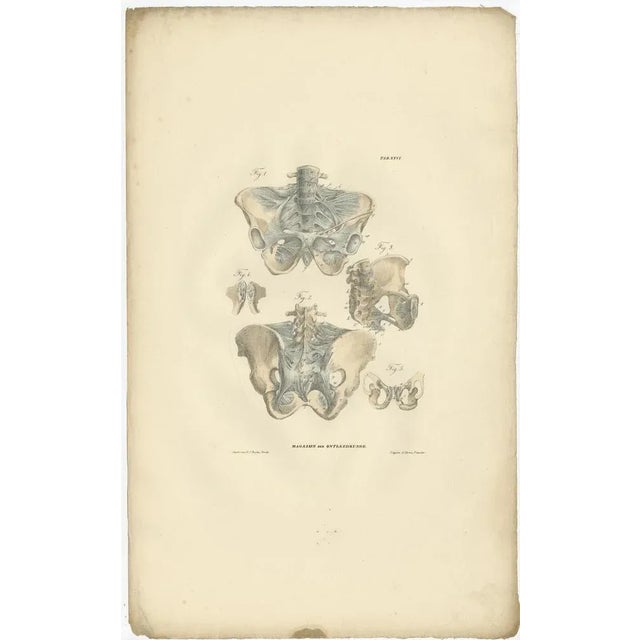Paper Anatomy Illustrations of Ligaments and Joints, 1839, Prints, Set of 13 For Sale - Image 7 of 15