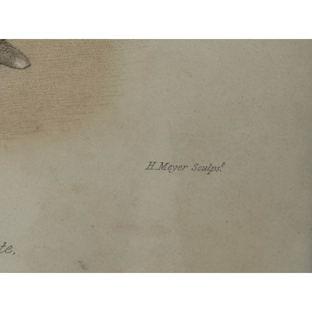 H. Meyer the Standard of St. George Coronation Engraving, Antique For Sale - Image 11 of 12