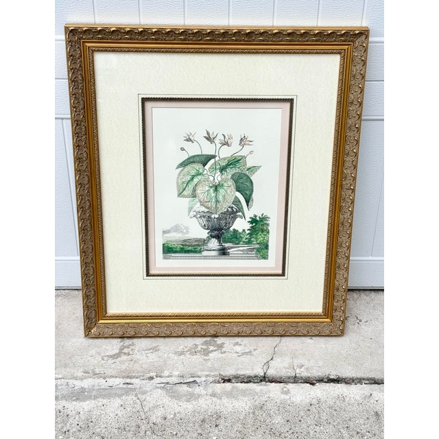 Late 20th Century Vintage Framed Pink Cyclamen Flower Print For Sale - Image 5 of 8