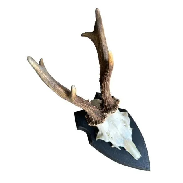 Cabin 1970s Roe Deer Trophy #829 Antlers For Sale - Image 3 of 6