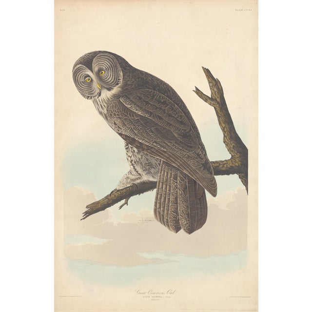 American Collection of 4 Vintage 1966 John James Audubon Bird Reproduction Prints 8.5" X 12.75" For Sale - Image 3 of 17
