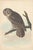 American Collection of 4 Vintage 1966 John James Audubon Bird Reproduction Prints 8.5" X 12.75" For Sale - Image 3 of 17