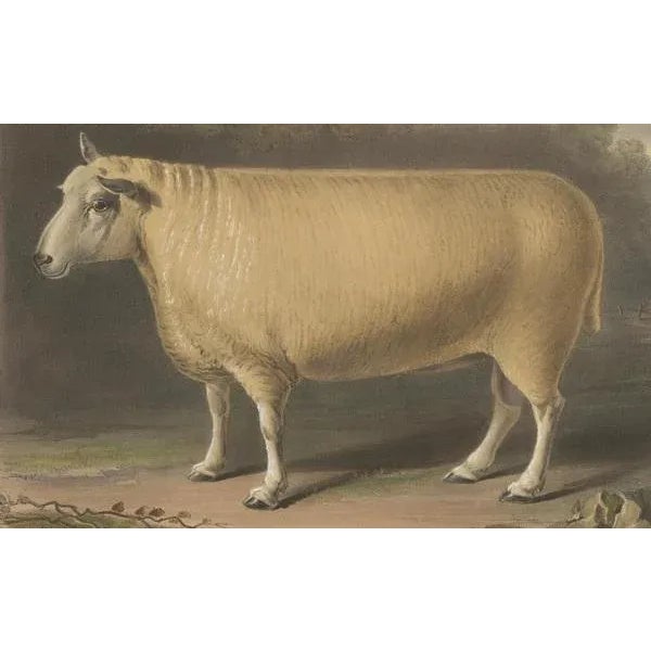 Fairland after W. Nicholson, Ram of the New Leicester Breed, 1841, Lithograph on Paper For Sale - Image 4 of 6