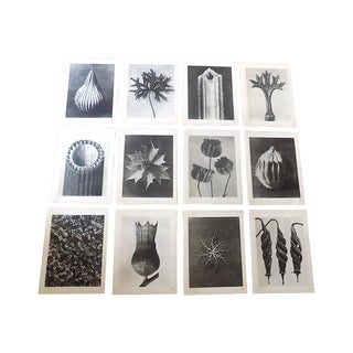 Vintage Botanical Photogravures-Karl Blossfeldt-Set of 12 For Sale