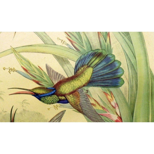 1940s 1940s Gould Hummingbird Lithograph, Petasophora Iolata. Bolivian Violet Ear, 20" X 16" For Sale - Image 5 of 7