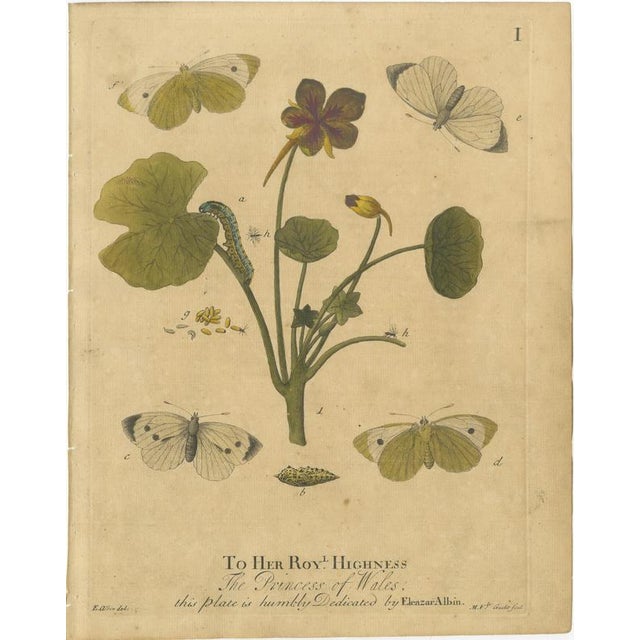 Early English Butterflies – Large White, Peacock & Red Admiral, Albin 1720 This original early 18th-century set of four...