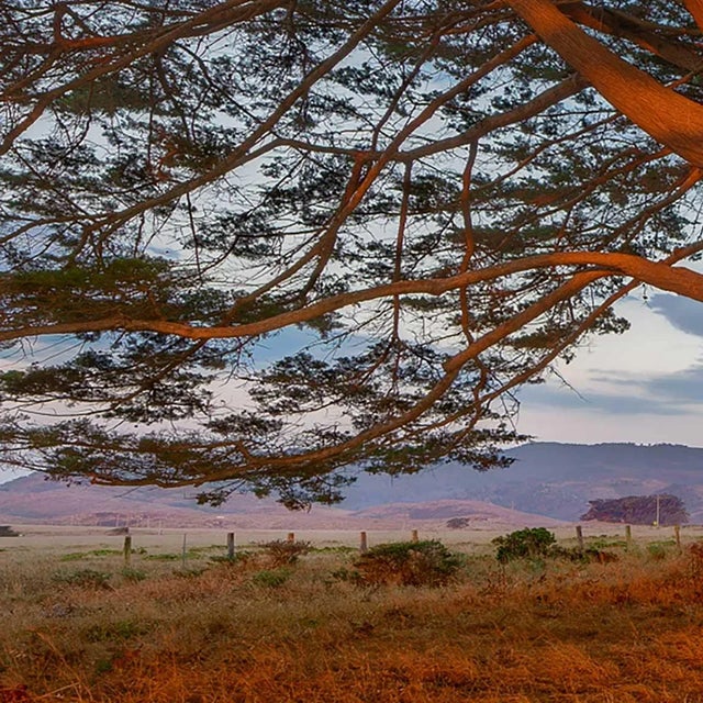 Early 21st Century 2021 "Fiery Sundown Light. Monterey Cypress Trees. Point Reyes, California" Ultra Vibrant Acrylic Prints by Marty Hulsebos Photography For Sale - Image 5 of 8