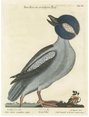 Johann Michael Seligmann, Little Duck with Purple Head, 1770, Engraving on Paper