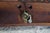 Antique 19th Century Victorian Mahogany Drop Leaf Oval Dining Table Console For Sale - Image 16 of 18