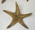 Arthur Court Vintage Brass Starfish Sculpture Set Natural Specimen Art, Korea 1960's For Sale - Image 4 of 7