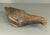 Antique Transylvania Carved Figure of a Bird - Pigeon For Sale - Image 17 of 18