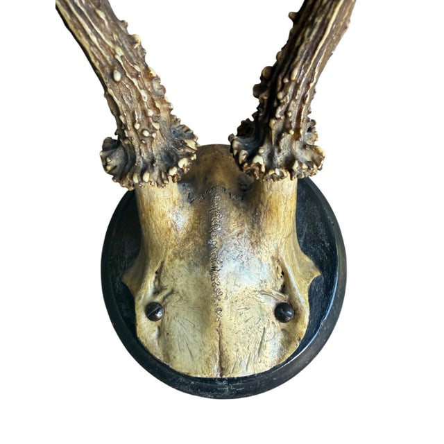 Cabin Roe Deer Trophy 129 Black Forest Antlers For Sale - Image 3 of 5