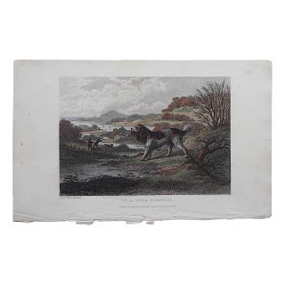 Antique Dog Engraving - Spaniel For Sale