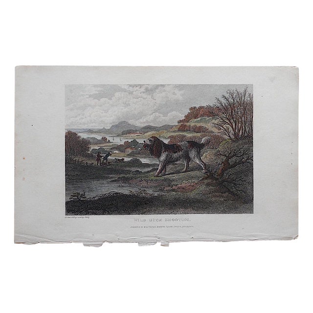 Antique Dog Engraving - Spaniel For Sale