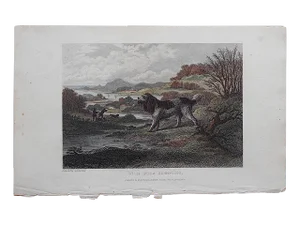 Antique Dog Engraving - Spaniel