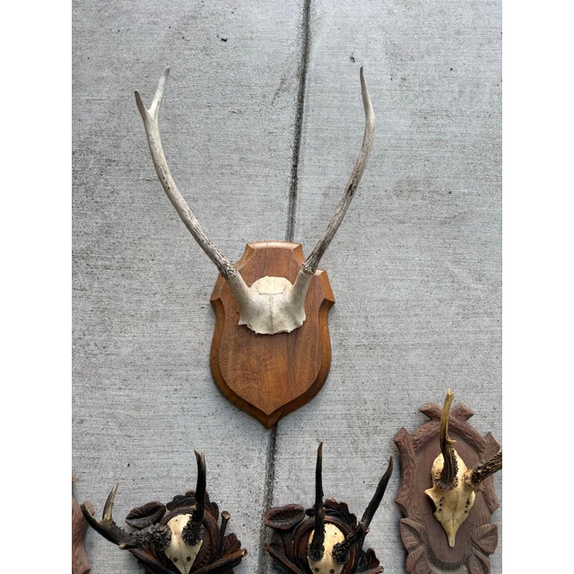 Vintage European Roe Deer Antler Mount Collection — Set of 10 For Sale In San Francisco - Image 6 of 7