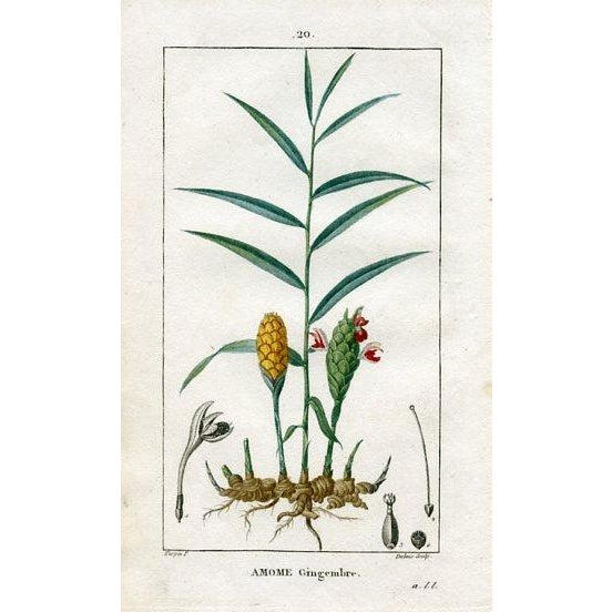 1818, Flore Medicale Prints by Pierre Turpin, Set of 4, Original Hand Colored Engravings, France For Sale - Image 4 of 5