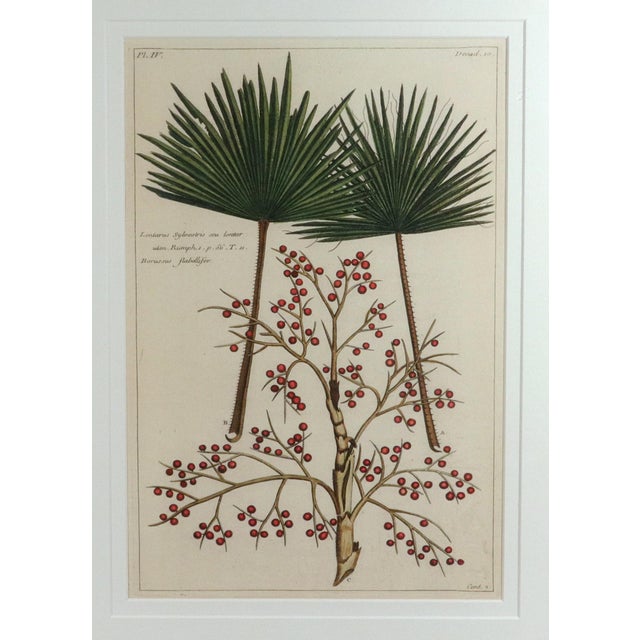Botanical Hand-Colored Engraving of Palmyra Palms, Georg Eberhard Rumphius, 1741-50 For Sale - Image 4 of 13