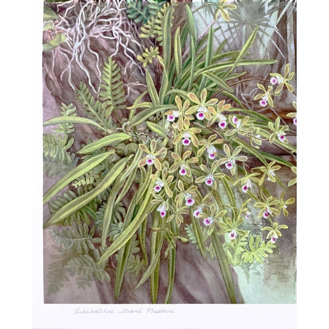 This is a limited edition giclee print from an original 2008 watercolor of the Fakahatchee Strand Preserve. It is printed...