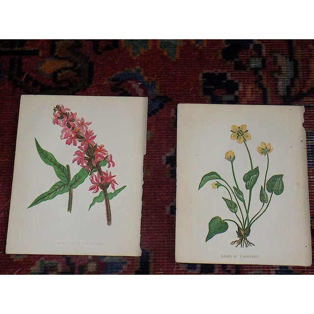 This set of twelve (12) authentic antique 19th century chromolithographs (each color laid in with a separate lithographic...
