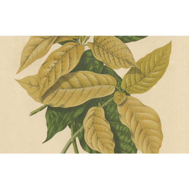 Hoola van Nooten, White Birdcatcher Tree, 1880, Chromolithograph For Sale - Image 5 of 9