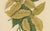 Hoola van Nooten, White Birdcatcher Tree, 1880, Chromolithograph For Sale - Image 5 of 9