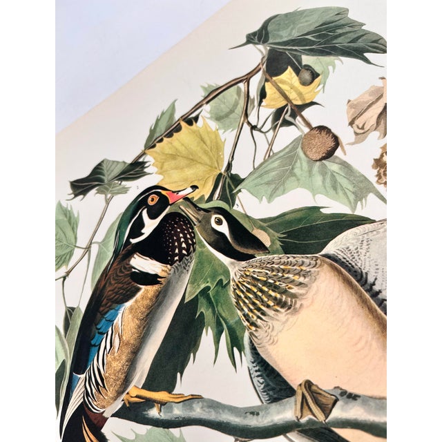 John James Audubon 1964 Audubon Folio Lithograph Great Bird Paintings – “Summer or Wood Duck” 17x14 For Sale - Image 4 of 5