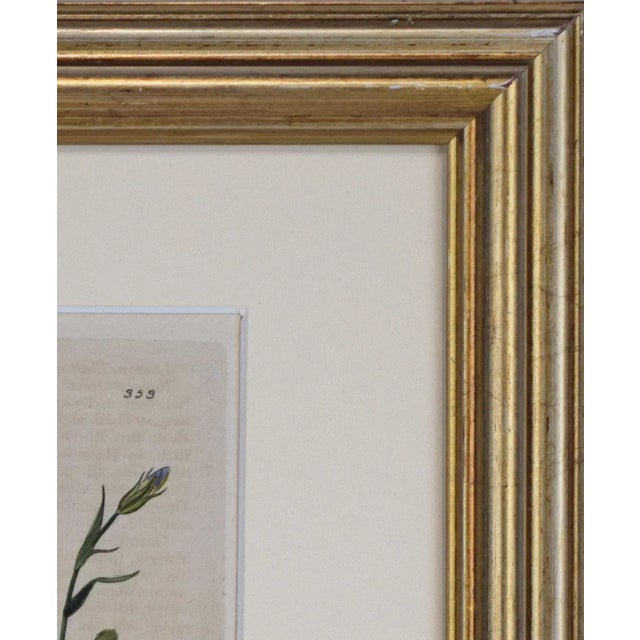 19th Century Antique English Hand Colored Botanical Print by William Baxter For Sale - Image 4 of 5