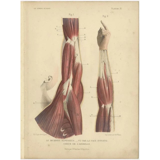 Kuhff, Human Arms, 1879, Prints, Set of 4 For Sale - Image 4 of 6