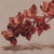Paint Cymbidium Orchids II by Narelle Zeller | Oil Painting of red cymbidium orchids on a branch For Sale - Image 7 of 7
