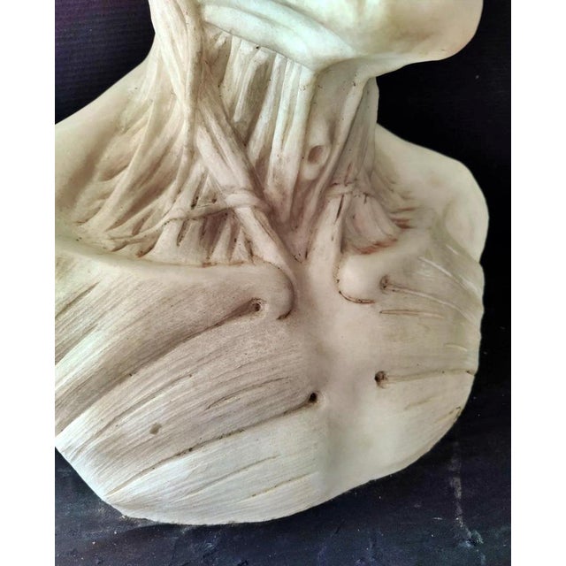 After Houdon, Anatomical Bust, Carrara Marble For Sale - Image 6 of 12
